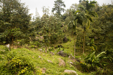 tropical nature, a forest with palm trees on a hill