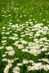 A field of blooming daisies stretches across a vibrant green meadow, their white petals bright against the lush greenery