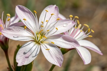 Fototapeta premium Death Camas Flower Close-Up: Toxic Wildflower Photography