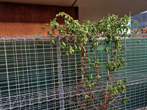 gabion wire basket, cages. fence in the front garden with a natural industrial look. made of galvanized wire. retaining wall filled with folded stone. a noise barrier protects the residential area