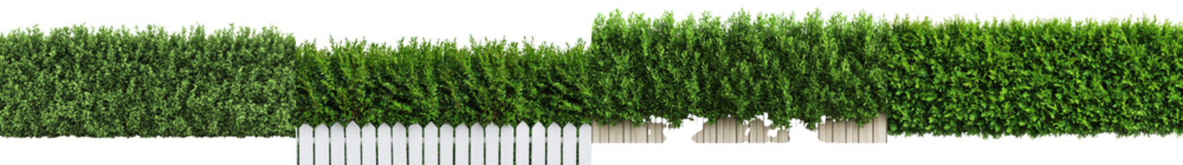 Fototapeta premium Perfectly Manicured Hedge Forming a Lush Green Border