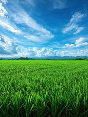 Obraz premium Vibrant green rice field under blue sky rural landscape nature photography daytime panoramic view serenity