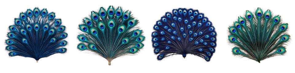 Fototapeta premium Magnificent peacock feather fan display in a rich blue and green color scheme Ornamental and captivating abstract nature pattern with elegance and vibrancy