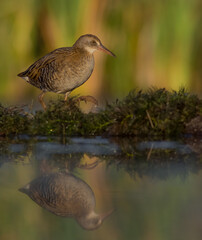 Water Rail - juvenile bird at a wetland in summer