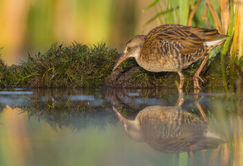 Water Rail - juvenile bird at a wetland in summer