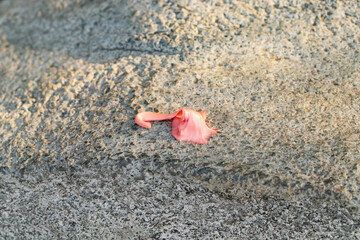 Pink chewing gum sticky on floor concrete in park with soft sunlight shining through. Cleaning dirt stain in daily life Concept of stickiness.
