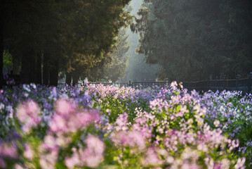Temple of Heaven park in Spring, one of the most famous landmarks in Beijing, China