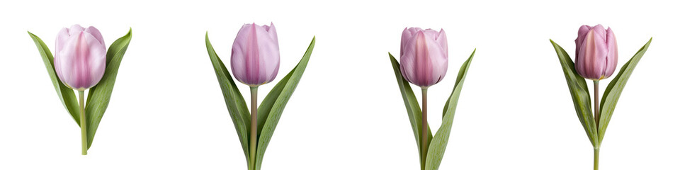 Fototapeta premium Close up of Vibrant and Delicate Pink Tulip Flowers Blooming on Green Stems with Leaves on Bright and Clean Background with Copy Space Floral Botanical Nature Spring Garden Concept