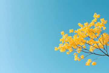 Obraz premium Golden autumn leaves, clear sky, nature