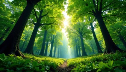 Obraz premium Towering trees above the undergrowth with leaves, leafy greens, tree tops, natural scenery