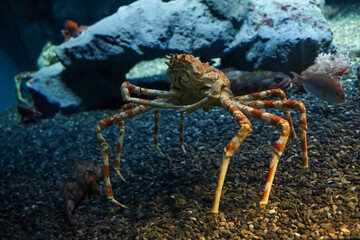 The japan spider king crab or alaska king crab at kaiyukan aquarium , Osaka ,Japan