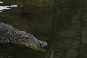 The salt crocodile swimming on the river near canal
