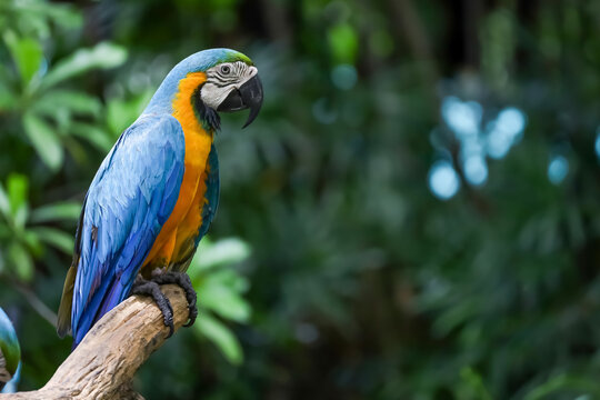 Close up head the Blue macaw parrot bird in garden
