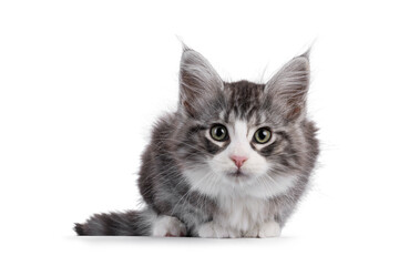 Friendly silver with white Maine Coon cat kitten, laying down facing front. Looking straight to camera. Isolated on white background.