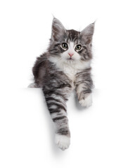 Friendly silver with white Maine Coon cat kitten, laying down facing front with paws hanging down from edge. Looking straight to camera. Isolated on white background.