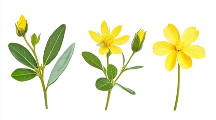 Yellow Flower Blooms & Buds, Isolated - Vibrant color palettes (yel.