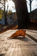 a leaf just fallen from the tree on a wooden bench