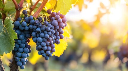 Fototapeta premium A person harvesting grapes in a vineyard during the late afternoon with soft light filtering through the leaves.