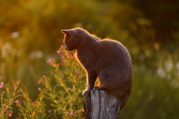 Cat sitting to the tree