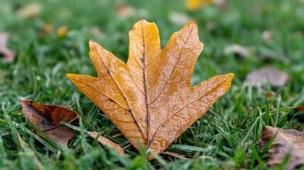 A single yellow leaf rests on vibrant green grass, embodying the beauty of autumn's arrival amidst lingering greenery.