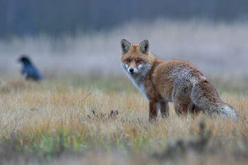 A fox against the background of dry grass in a meadow