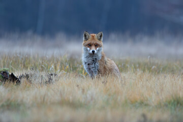 A fox sitting on an autumn meadow