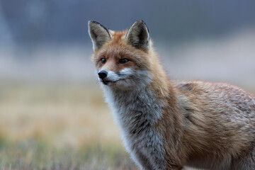 A close-up of a fox looking alert