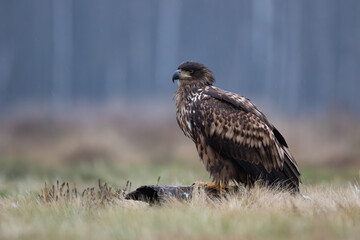 A young eagle sitting on a log in a meadow