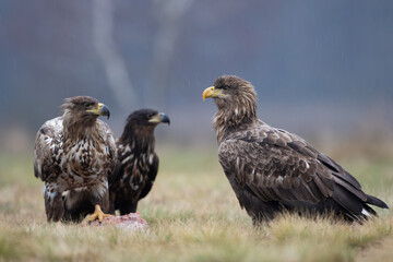 Fototapeta premium Three white-tailed eagles competing for prey in a meadow