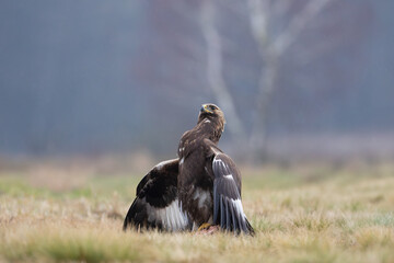 A proud golden eagle on a meadow