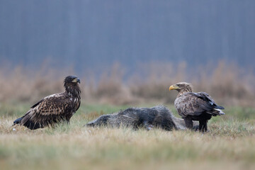 Two white-tailed eagles next to a wild boar carcass in a meadow