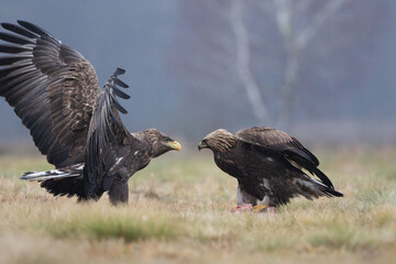 A white-tailed eagle attacking a golden eagle in a meadow