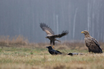 Eagles and a raven in a meadow