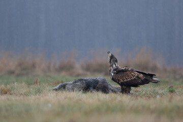 A screaming white-tailed eagle next to a wild boar carcass