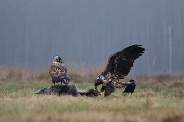 Two white-tailed eagles next to a carcass in a meadow