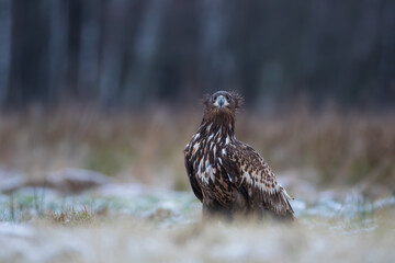 Disheveled white-tailed eagle on a winter meadow