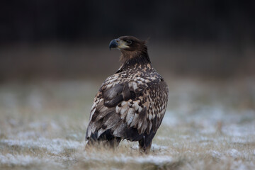 Fototapeta premium A beautiful young white-tailed eagle on a snow-covered meadow