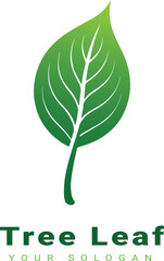 Vector beautiful tree leaf design with white background 