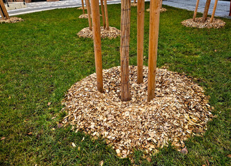 mulch bark. pieces of wood chips to prevent weed growth and weed germination. branch crusher,...