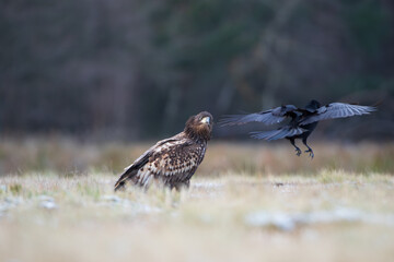A white-tailed eagle carefully watching a flying raven