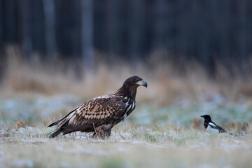 A white-tailed eagle on a winter meadow looking at a magpie