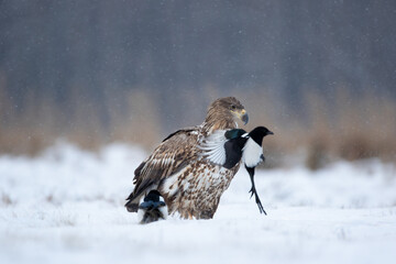 A white-tailed eagle and a magpie taking flight