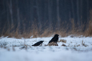 Ravens near the skeleton of a wild boar in a winter meadow