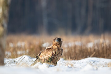 Surprised white-tailed eagle on a sunny winter day
