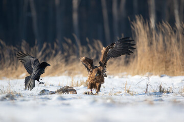 A white-tailed eagle and a raven near the skeleton of a wild boar in winter