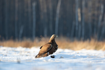 A proud eagle against the background of beautiful nature