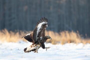 An eagle walking on the snow with spread wings