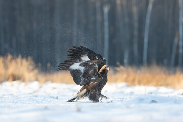 An eagle flapping its wings in the snow