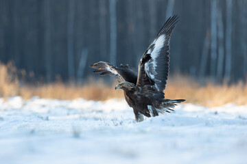 Golden eagle with raised wings on a beautiful winter meadow