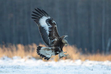 A beautiful golden eagle in flight with spread wings and extended talons